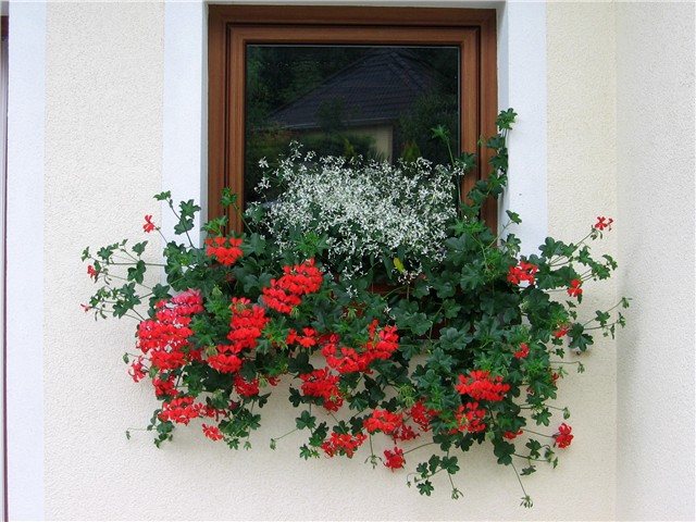 Pelargonije